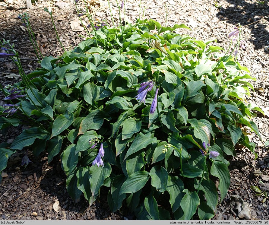 Hosta Kirishima
