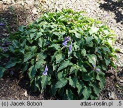 Hosta Kirishima