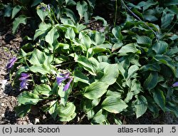 Hosta Kirishima