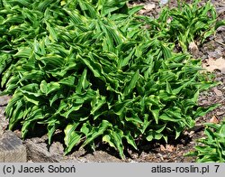 Hosta Lemon Delight