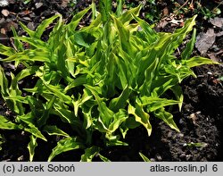 Hosta Lemon Lime