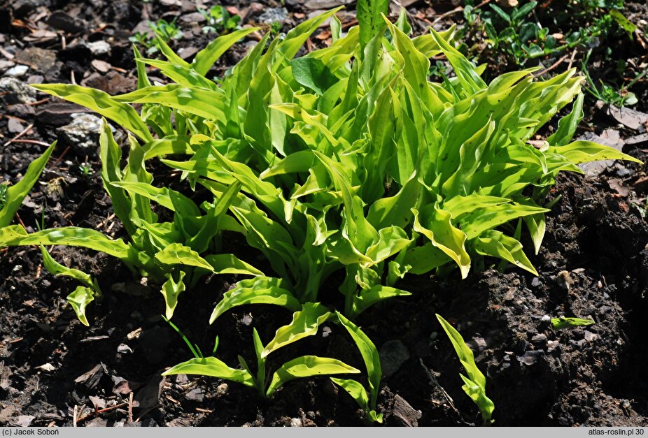 Hosta Lemon Lime