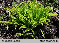 Hosta Lemon Lime