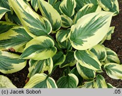 Hosta Leola Fraim