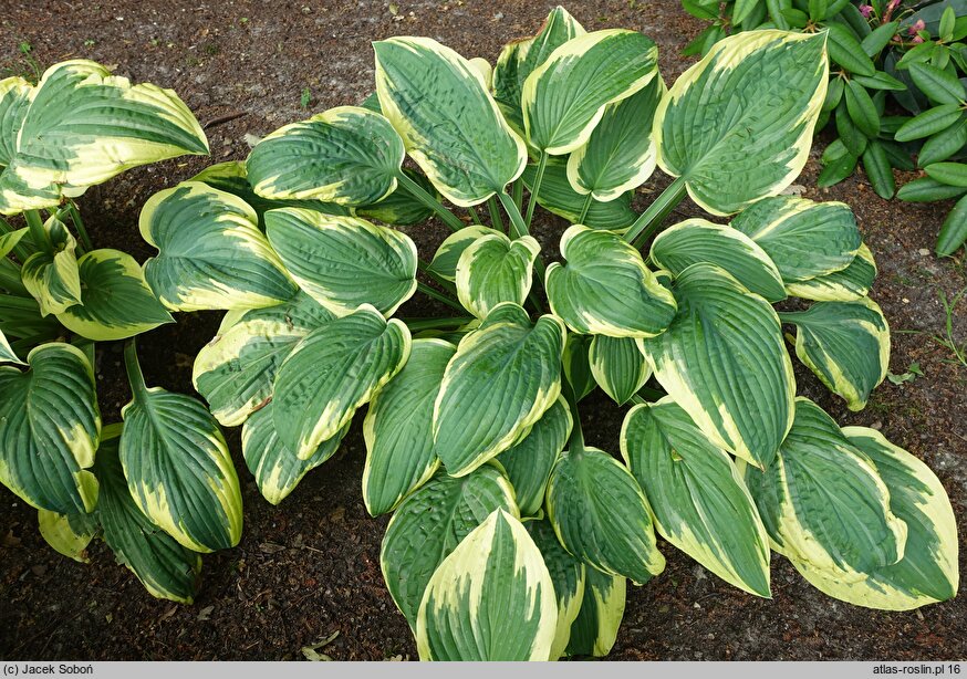 Hosta Leola Fraim