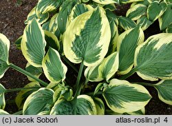 Hosta Leola Fraim