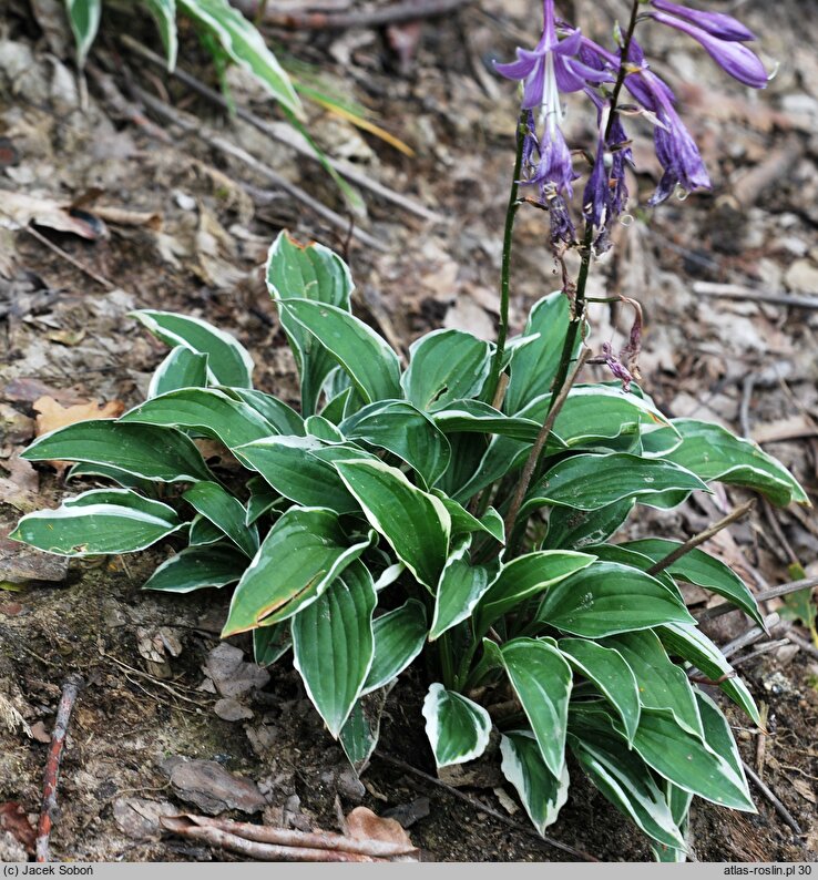 Hosta Lime Fizz