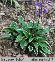 Hosta Lime Fizz