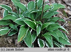 Hosta Lime Fizz