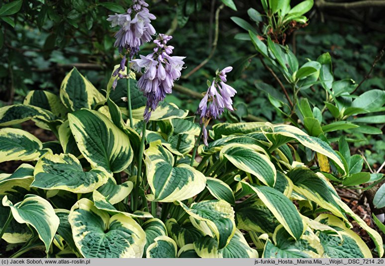 Hosta Mama Mia