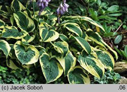 Hosta Mama Mia