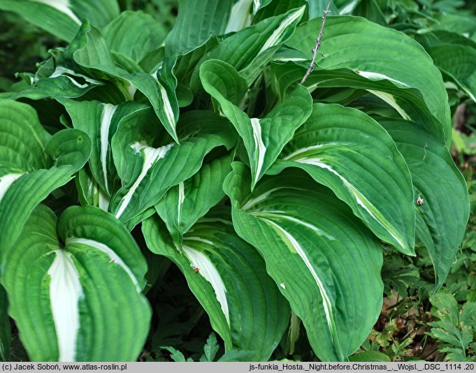 Hosta Night Before Christmas