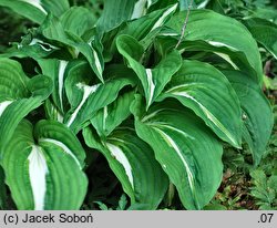 Hosta Night Before Christmas