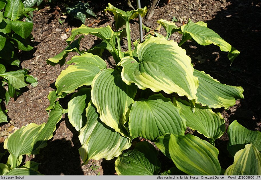 Hosta One Last Dance