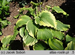 Hosta One Last Dance