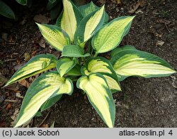 Hosta Orange Marmalade