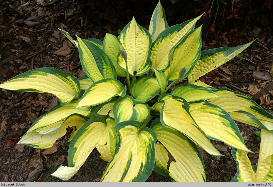 Hosta Orange Marmalade