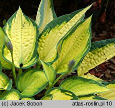 Hosta Orange Marmalade