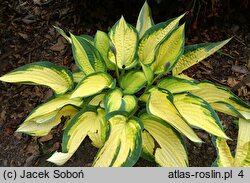 Hosta Orange Marmalade