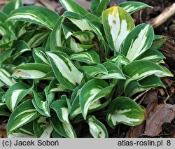 Hosta Pandora's Box