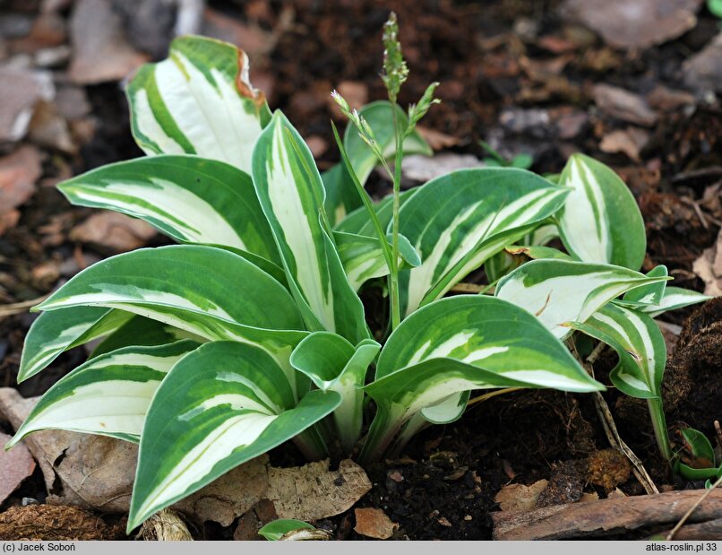 Hosta Pandora's Box