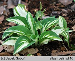 Hosta Pandora's Box