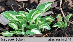 Hosta Pandora's Box