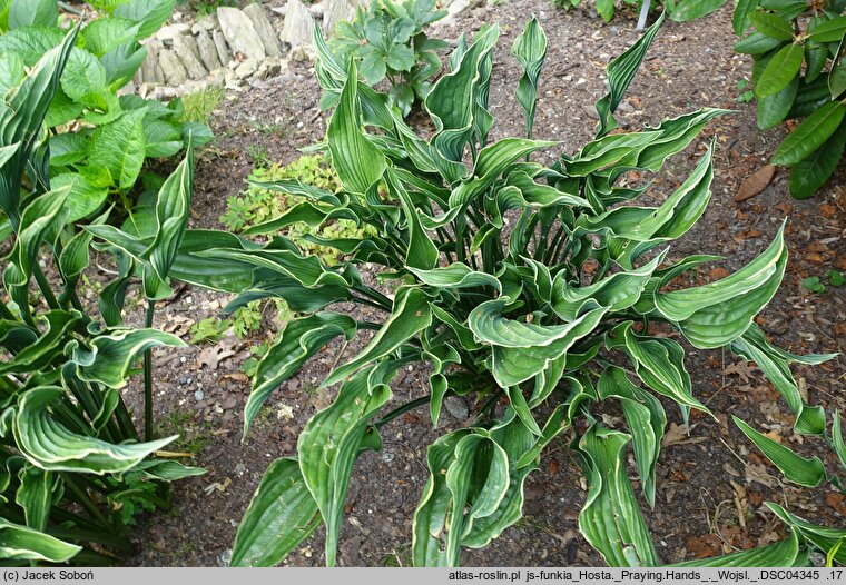 Hosta Praying Hands