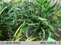 Hosta Praying Hands
