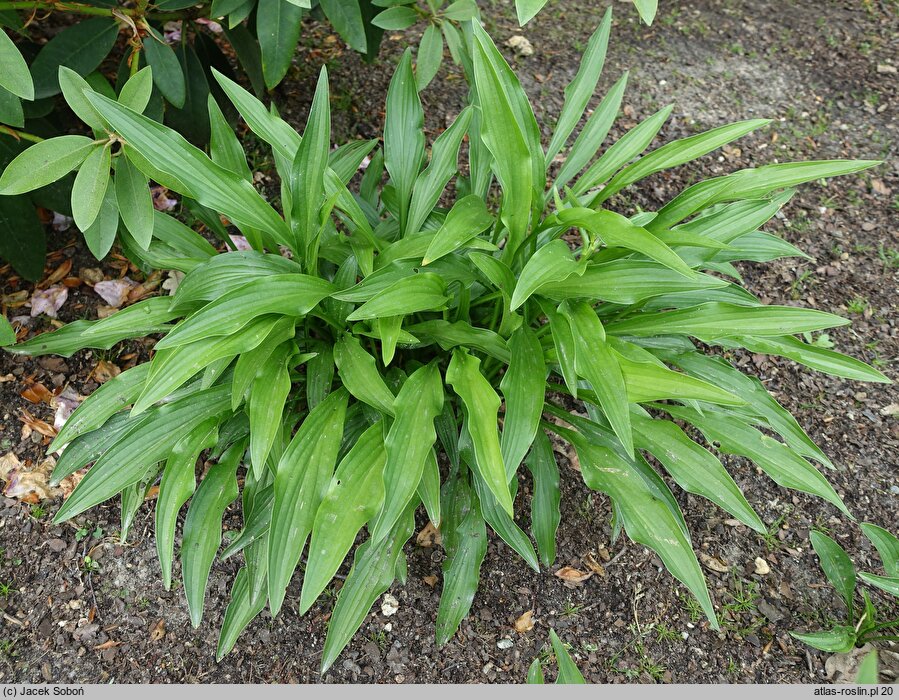 Hosta Purple Lady Finger