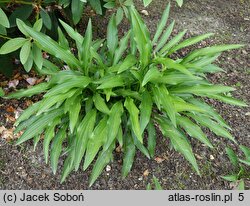 Hosta Purple Lady Finger