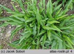 Hosta Purple Lady Finger