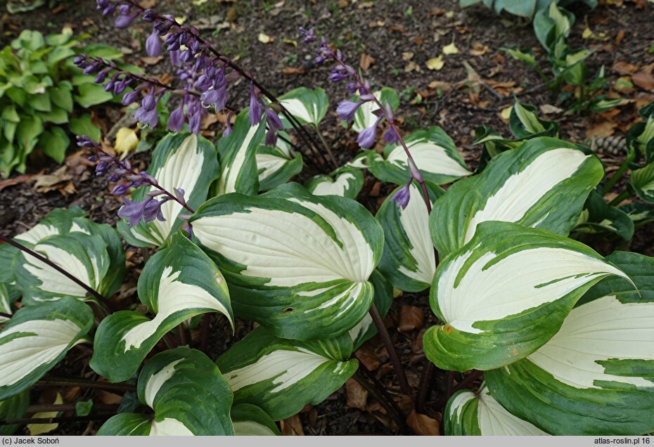 Hosta Raspberry Sundae