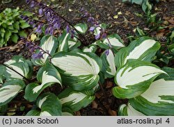 Hosta Raspberry Sundae