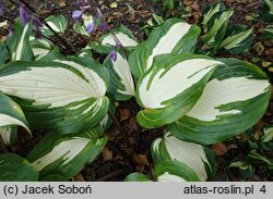 Hosta Raspberry Sundae