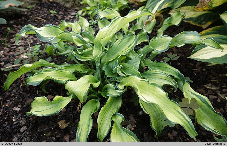 Hosta Ripple Effect