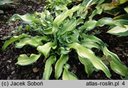 Hosta Ripple Effect