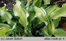 Hosta Ripple Effect