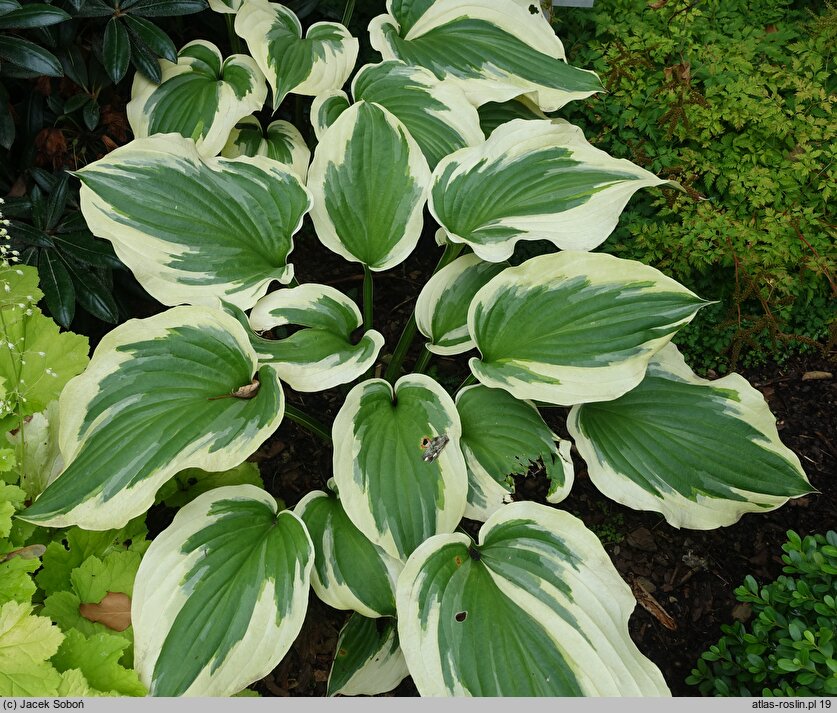 Hosta Silk Road