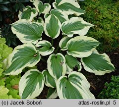 Hosta Silk Road
