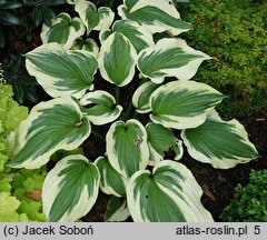 Hosta Silk Road