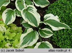 Hosta Silk Road