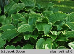 Hosta Sugar and Cream