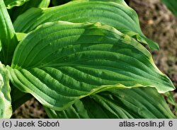 Hosta Sugar and Cream