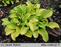 Hosta Sun Mouse