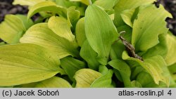 Hosta Sun Mouse