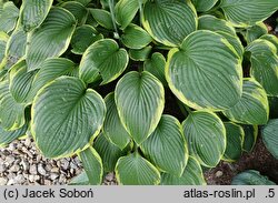 Hosta Sundance