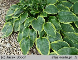 Hosta Sundance