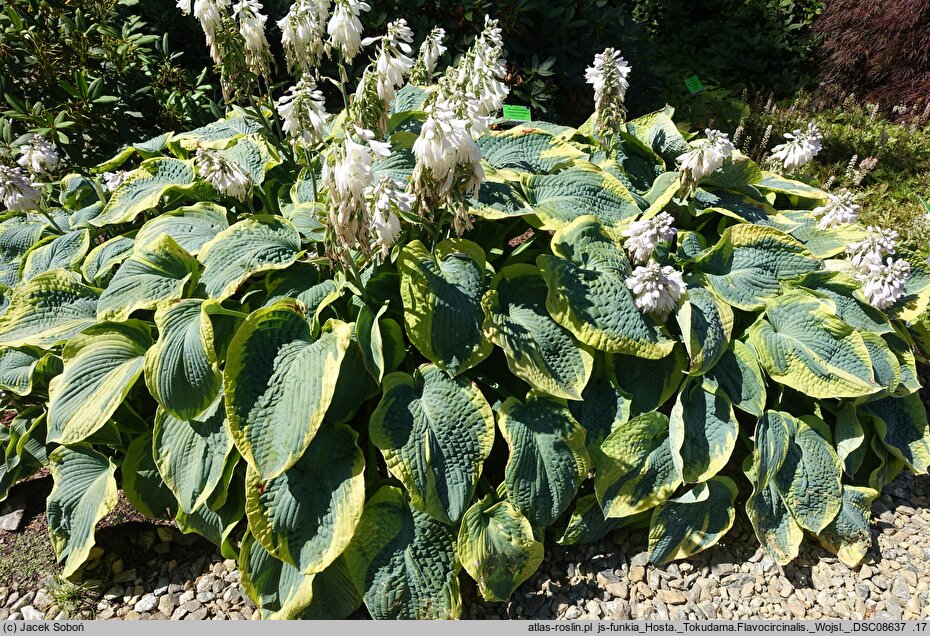 Hosta Tokudama Flavocircinalis