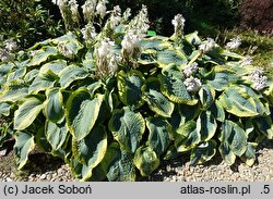 Hosta Tokudama Flavocircinalis